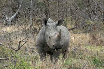 Fototapeta premium Rhinocéros 