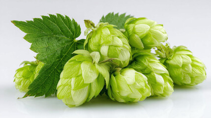 Fresh Green Hop Cones with Leaves Isolated on White Background