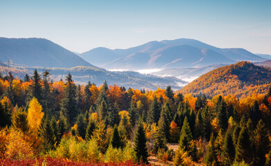 Fantastic autumn view of colorful forest slopes illuminated by warm sun rays. Carpathian mountains, Ukraine, Europe.