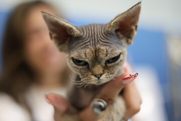 Grumpy Devon Rex Cat Being Held