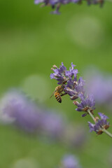 A bee harvesting nectar from a lavender plant