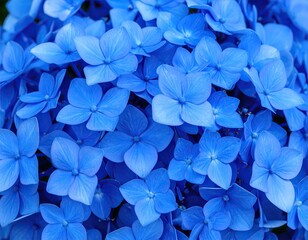 Close-up of vibrant blue hydrangea blossoms (1)