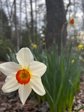 Fototapeta daffodils in spring