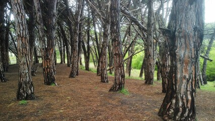 FOREST IN ARGENTINA