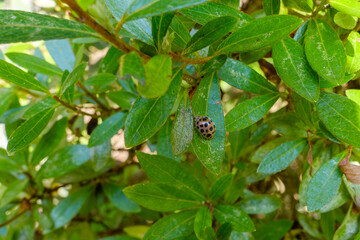ツツジの葉にとまる黒点のあるてんとう虫