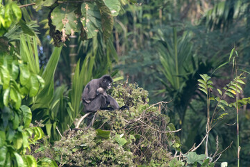 monkey_PAP8984.jpg