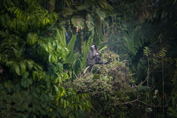A mother and infant Phayre's leaf monkey (Trachypithecus phayrei) in an embrace at Dosdewa, Karimganj, Assam, India