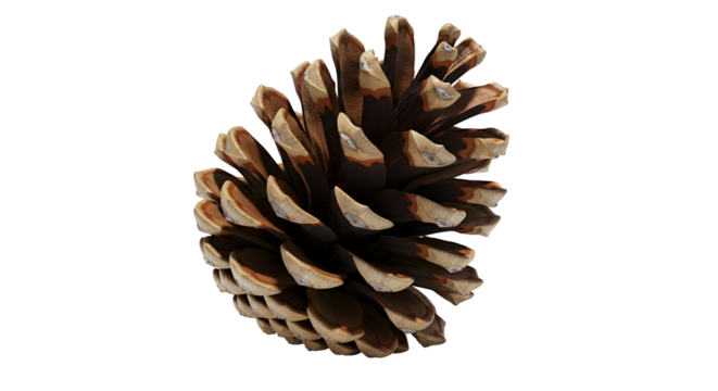 Pine cone close up