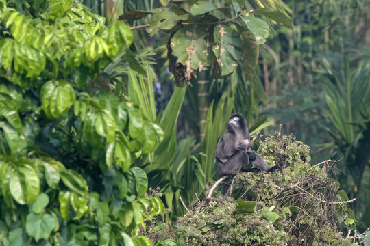 monkey_PAP8991.jpg