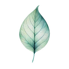 A delicate green leaf with intricate vein patterns, isolated on a white background.