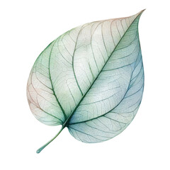 Obraz premium Delicate leaf with intricate veins, showcasing nature's beauty on a white isolate background.
