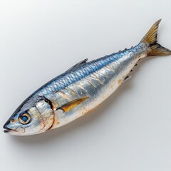 A single whole raw mackerel fish with silver skin and blue accents lying on a white surface closeup view