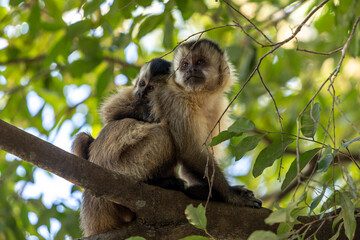 Primata da Fauna Brasileira