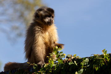 Primata da Fauna Brasileira
