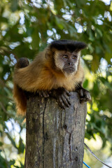 Primata da Fauna Brasileira