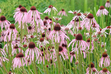 Pink Echinacea pallida, pale purple coneflower, in bloom.