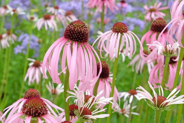 Pink Echinacea pallida, pale purple coneflower, in bloom.