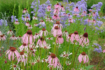 Pink Echinacea pallida, pale purple coneflower, in bloom.