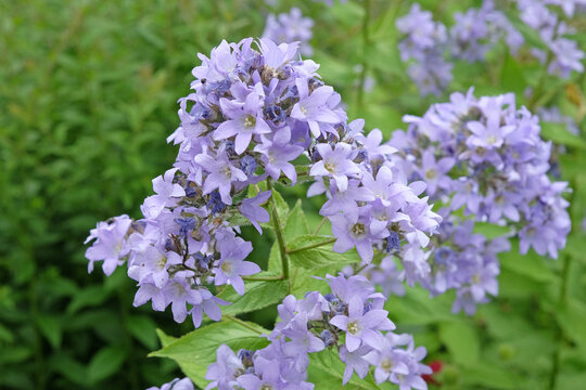 Pale blue Campanula lactiflora, milky bellflower, &lsquo;Prichard's Variety&rsquo;, in flower.