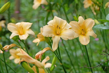 Pale yellow Hemerocallis, daylily, ‘Helle Berlinerin’ in flower.
