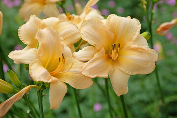 Pale yellow Hemerocallis, daylily, ‘Helle Berlinerin’ in flower.