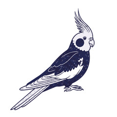 Fototapeta premium Cockatiel illustration, showing bird with distinctive crest and markings, cute bird on white background. Cockatiel drawing showcasing details: feathers, eyes, beak.