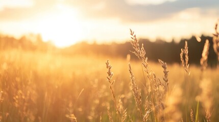 Fototapeta premium Golden Hour Meadow: Capturing the serene beauty of a sun-kissed meadow. Blades of grass dance in the warm light, invoking feelings of peace and serenity. A timeless scene of natural beauty.