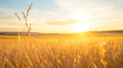 Fototapeta premium Golden Wheat Field at Sunset: Witness the breathtaking beauty of a golden wheat field bathed in the warm glow of a sunset, creating a serene and picturesque landscape