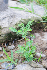 Small vibrant Phyllanthus amarus also called Carry me seed plant flourishing among rough concrete and green grass displaying natural resilience and botanical beauty outdoors
