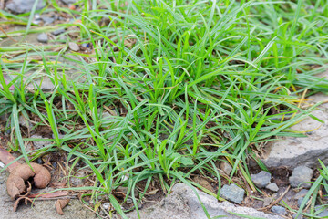 Vibrant green Nutgrass Cyperus rotundus thriving in a natural outdoor environment a symbol of resilience and uncontrolled growth in a lush ecosystem