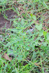 Vibrant green Phyllanthus amarus known as Carry me seed thriving in its natural habitat a symbol of herbal medicine and tropical biodiversity in close up view