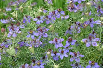 Blue Nigella hispanica, Spanish Fennel Flower, Nutmeg flower or Roman Coriander, in bloom.
