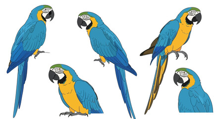 Blue-and-yellow macaws illustrated in various poses and angles  