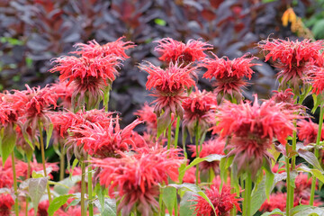 Bright red Monarda, or bergamot, ‘Cambridge Scarlet’ in flower.