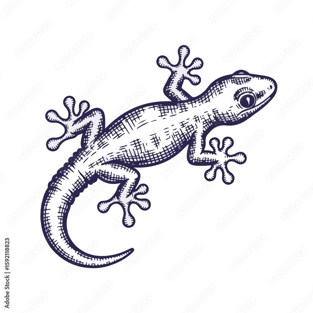 Poster isolated sketch of gecko with transparent background, revealing intricate details in its form. gecko