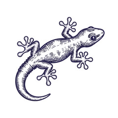 Fototapeta premium Isolated sketch of gecko with transparent background, revealing intricate details in its form. Gecko drawing showcases detailed rendering of reptile, emphasizing its texture and patterns.