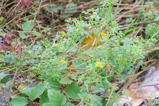 Vibrant yellow blooms of Cleome viscosa Asian Spiderflower thriving in its natural habitat showcasing delicate flowers and long seed pods