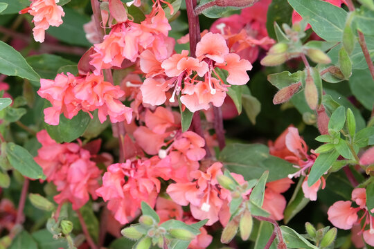 Salmon pink Clarkia unguiculata, elegant clarkia, in flower.