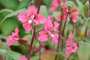 Purple Clarkia unguiculata, elegant clarkia, in flower.