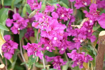 Purple Clarkia unguiculata, elegant clarkia, in flower.
