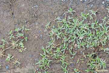 Close Up View of Green Digitaria Crabgrass Weeds Thriving on Sandy Gravel Soil Ground Texture