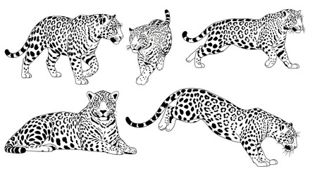 Various poses of a jaguar illustrated in black and white  