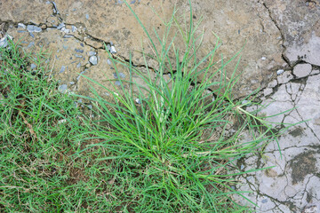 Lush green Crowfoot grass thriving resiliently through cracks in an old urban concrete pavement...