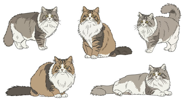 Five playful Ragamuffin cats in various poses and colors  