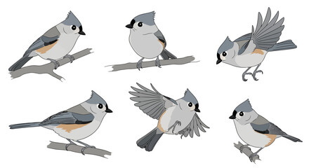 Tufted titmouse birds in various poses sitting on branches  