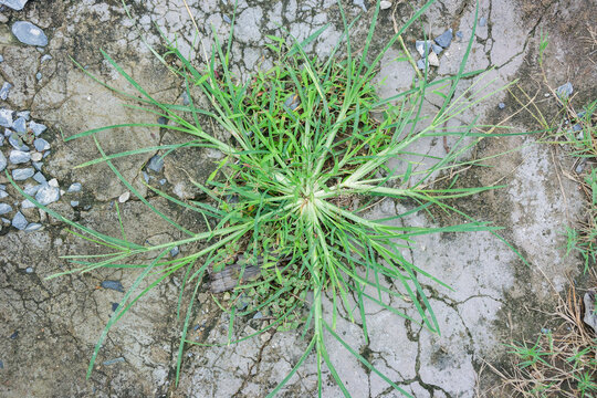 Vibrant Eleusine indica Crowfoot Grass Thriving Resiliently from Cracked Concrete Amidst Scattered Pebbles An Overhead View of Urban Nature