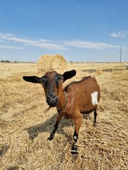 A goat is grazing in a field. There are round haystacks on the field.