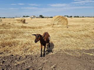 A goat is grazing in a field. There are round haystacks on the field.