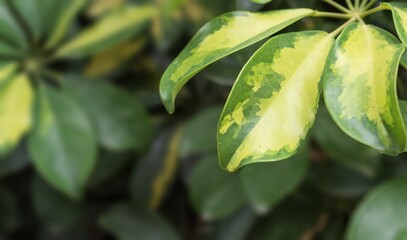 Fototapeta premium Detailed view of Schefflera arboricola leaves with variegated green and yellow patterns. Ideal for design, background use, or eco-friendly and botanical themes.