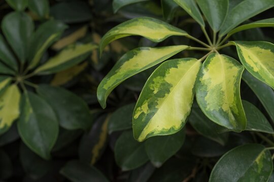 Fototapeta Detailed view of Schefflera arboricola leaves with variegated green and yellow patterns. Ideal for design, background use, or eco-friendly and botanical themes.